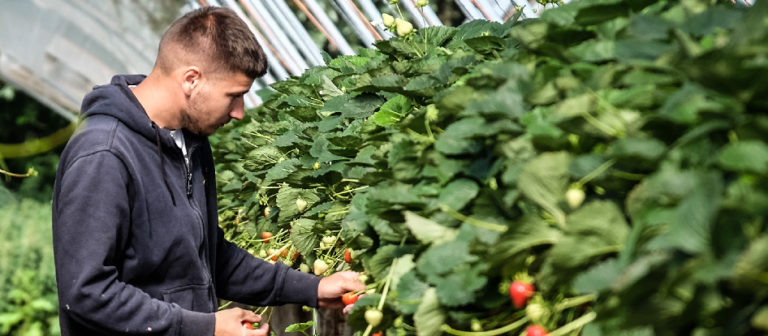 Fruit Picking Jobs Hawkes Bay