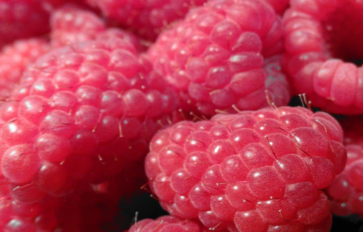 Growing Hall Hunter Raspberries