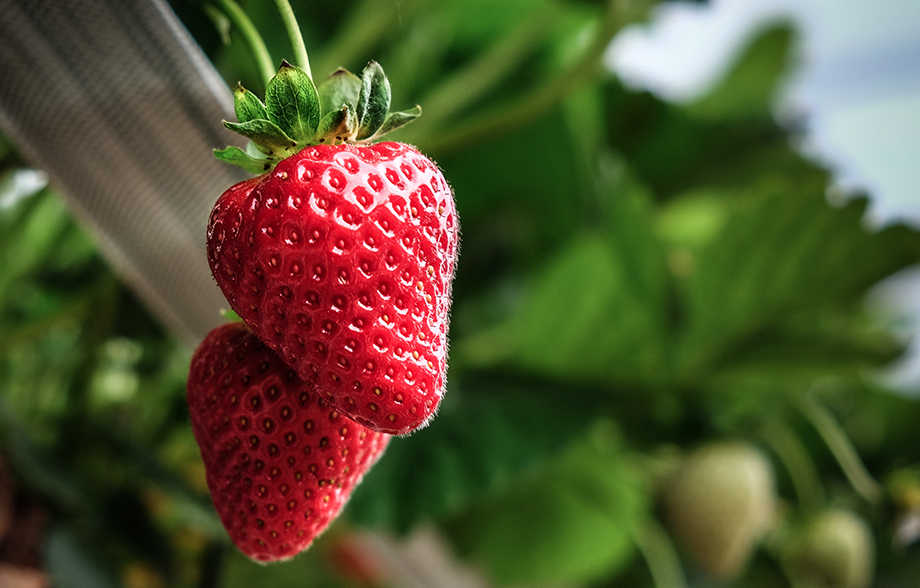 Що дозволяє легко збирати наші фрукти?
