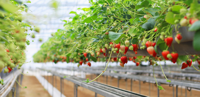 growing strawberries