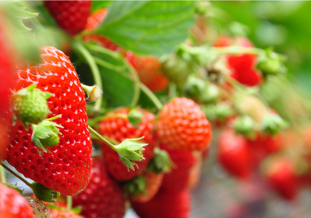 A Guide to British Fruit Growing | Fruit Grown in the UK